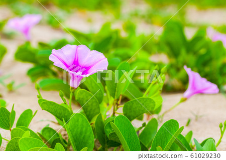 Pink flowers of Convolvulus arvensis or field 61029230