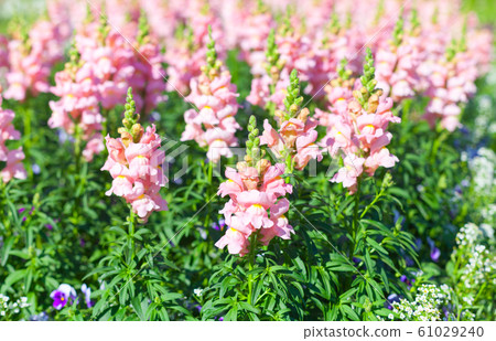 Flowers grow in a summer garden, natural 61029240