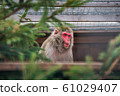 Japanese Macaque Monkey 61029407