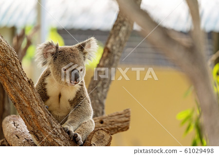 An Australian Koala Sleeping 61029498