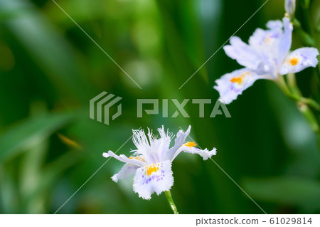 Flowers of Shaga 61029814