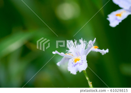 Shaga的花朵 61029815