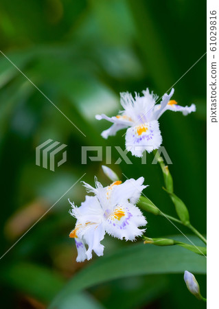 Flowers of Shaga 61029816