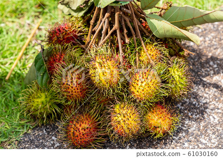 rambutan branch with leaves stands on the ground rambutan branch with leaves stands on the ground 61030160