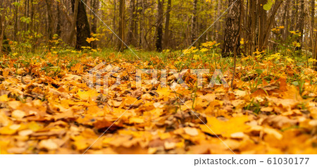 autumn background design fallen yellow leaves on 61030177