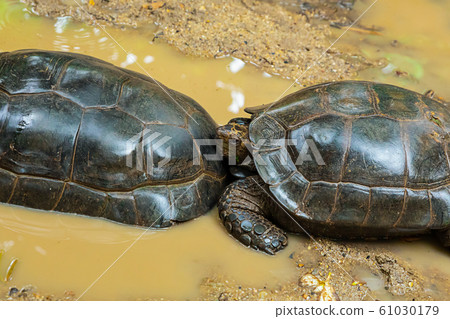a pair of black turtles crawling along the yellow a pair of black turtles crawling along the yellow 61030179