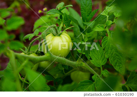 juicy unripe tomato hanging on a green bush among juicy unripe tomato hanging on a green bush among 61030190