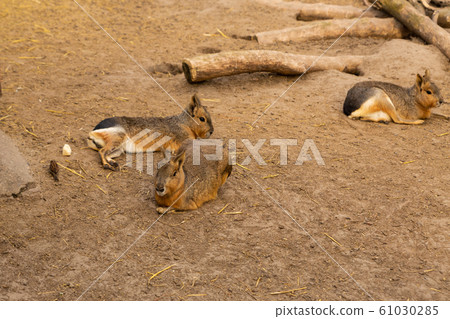 young mara patagonian lies on the ground resting young mara patagonian lies on the ground resting 61030285