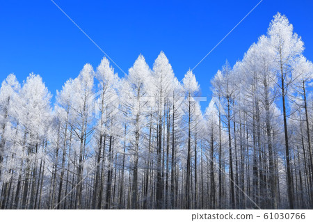 Fog ice forest Fog ice forest 61030766