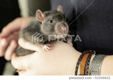 rat gray young portrait in hands pet clever cute rat gray young portrait in hands pet clever cute 61030832