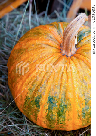 round yellow pumpkin ripe tasty sweet close-up round yellow pumpkin ripe tasty sweet close-up 61030833