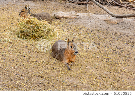 Mara Dolichotis patagonum American hare Mara Dolichotis patagonum American hare 61030835