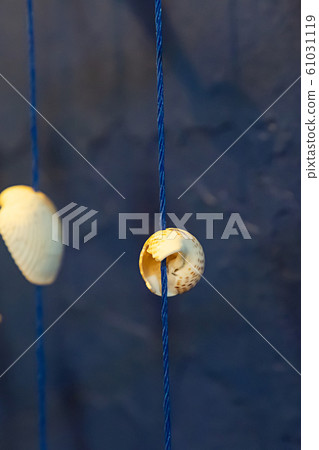 seashell sea white rope design vertical photo 61031119