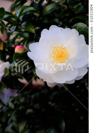 White camellia flower (vertical) 61031904