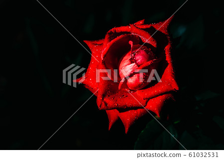 Red Rose- Single red rose growing with greenery in the background. Selective focus on the rose. 61032531