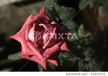 Pearl pink Rose- Single pearl pink rose growing with greenery in the dark background. Selective focus on the rose. Pearl pink Rose- Single pearl pink rose growing with greenery in the dark background. Selective focus on the rose. 61032532