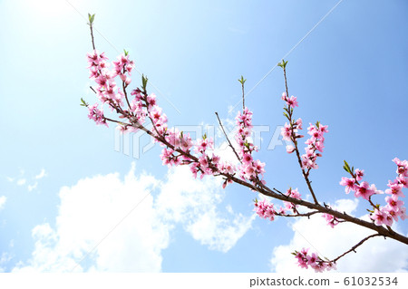 桃花 桃花 61032534