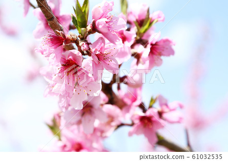 桃花 桃花 61032535