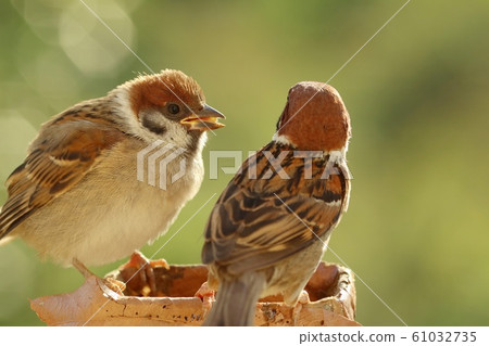 Parent bird feeding sparrow nestling Parent bird feeding sparrow nestling 61032735