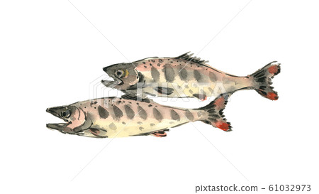 Yamame fish yamame watercolor 61032973