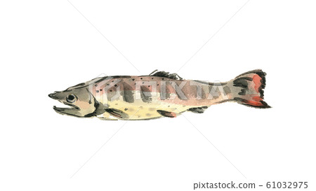 Yamame魚Yamame水彩 61032975