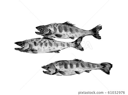 Mountain fish yamame trout watercolor ink style monotone 61032976