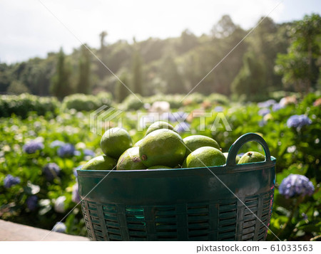 Avocado in a basket placed over a field of 61033563