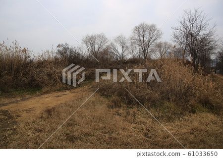 Siheung City, Gaolgol Park, Wetland, Ecology Siheung City, Gaolgol Park, Wetland, Ecology 61033650