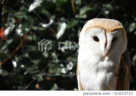 Owl gazing at me with mysterious eyes Owl gazing at me with mysterious eyes 61033713