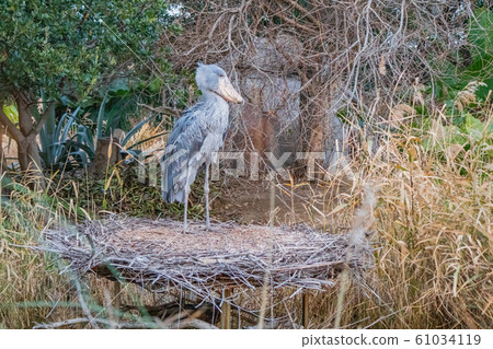 神戶動物王國的老鷹 61034119