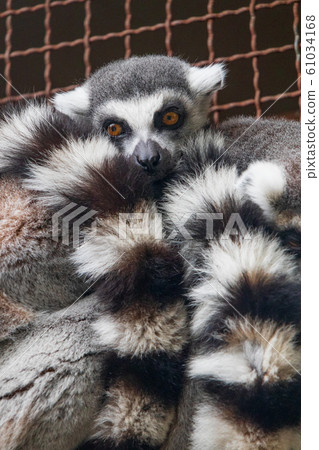 Ring-tailed lemurs at Kobe Animal Kingdom Ring-tailed lemurs at Kobe Animal Kingdom 61034168