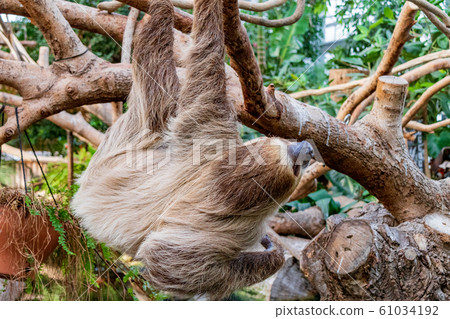 神戶動物王國的封面遊戲 神戶動物王國的封面遊戲 61034192