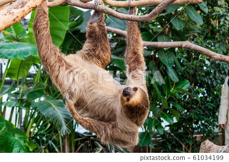 神戶動物王國的封面遊戲 神戶動物王國的封面遊戲 61034199