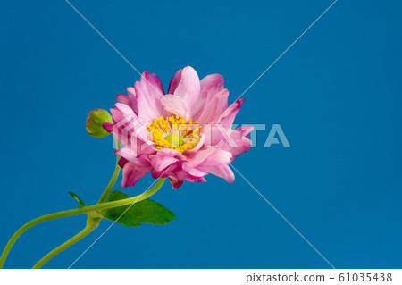 Cute pink flowers on blue background Cute pink flowers on blue background 61035438