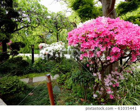 Spring breath Spring breath 61035441