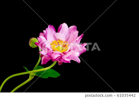 Cute pink flowers on black background Cute pink flowers on black background 61035442