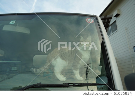 貓,流浪貓,野雞白,母,姬H,防盜器,車載防暴器 貓,流浪貓,野雞白,母,姬H,防盜器,車載防暴器 61035934