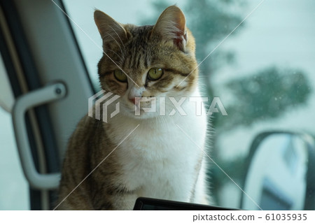 貓，流浪貓，野雞白，母，姬H，防盜器，車載防暴器 61035935