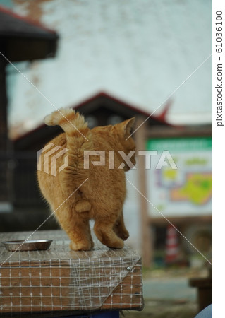 Cat, stray cat, tea tiger, char-bo, campsite, signboard stray cat, December, healing system 61036100