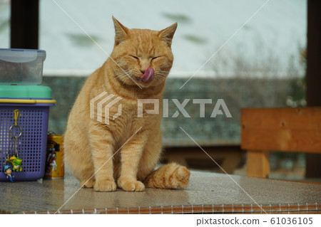 Cat, stray cat, tea tiger, char-bo, campsite, signboard stray cat, December, healing system 61036105