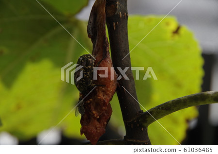 Kanabun and flies clinging to figs 61036485