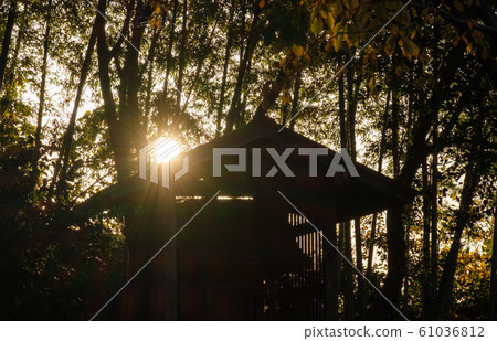 Evening view of bamboo forest Evening view of bamboo forest 61036812