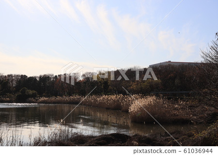Late autumn scenery at Kuki Shobu Park Showanuma 61036944