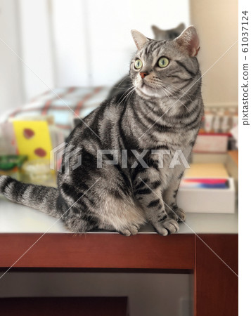 Cat standing in front of dresser Cat standing in front of dresser 61037124
