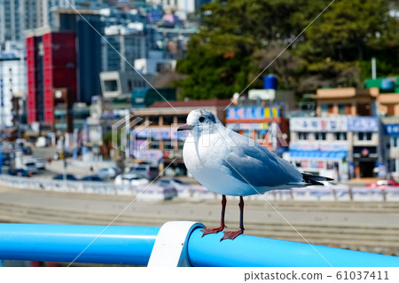 Seagull on the beach in busan,south korea 61037411