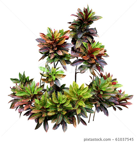 Garden Croton 61037545