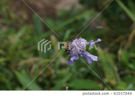 Namihanabu sucking nectar of pine worm grass 61037848