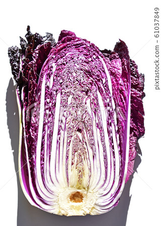Purple Chinese cabbage Purple Chinese cabbage 61037849
