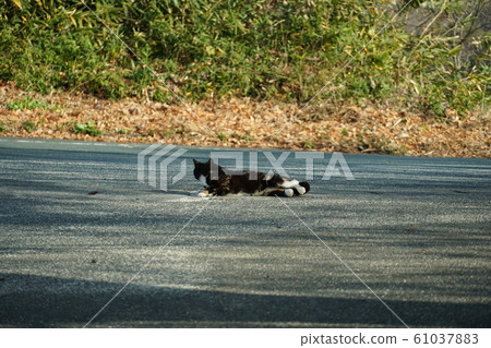 Kuro-chan, reunion after a month, cat, stray cat, Gorongolon, New Year's Day, 2020, first sunrise 61037883