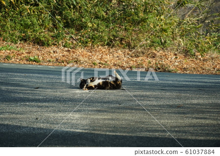 Kuro-chan, reunion after a month, cat, stray cat, Gorongolon, New Year's Day, 2020, first sunrise 61037884